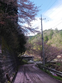 桜色の道　2015-04-15.jpg