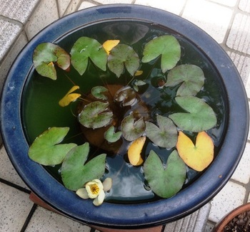水鉢のスイレン.jpg